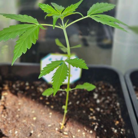 3x Apple Fritter Auto (RQS) growlog photo: Kiffany