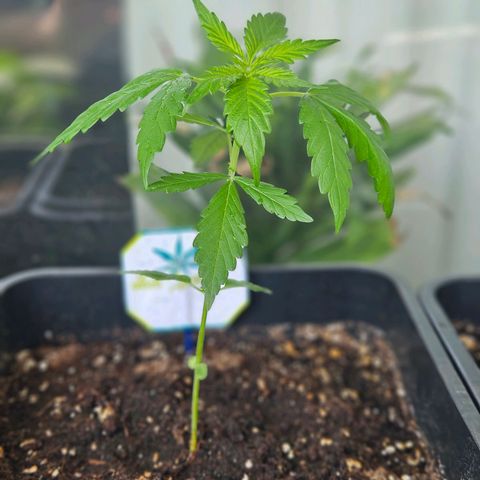 3x Apple Fritter Auto (RQS) growlog photo: Lars-Jochen