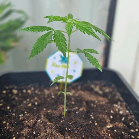 3x Apple Fritter Auto (RQS) growlog photo: Hanfred - Tripse Verdacht!