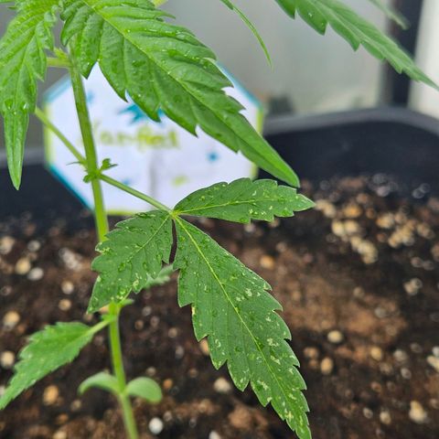 3x Apple Fritter Auto (RQS) growlog photo: Hanfred - Tripse Verdacht!