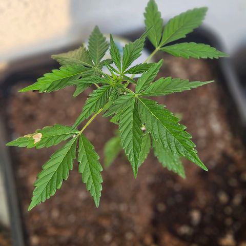 3x Apple Fritter Auto (RQS) growlog photo: Hanfred