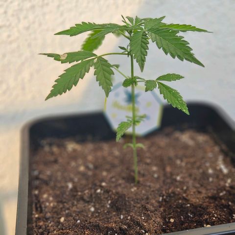 3x Apple Fritter Auto (RQS) growlog photo: Hanfred