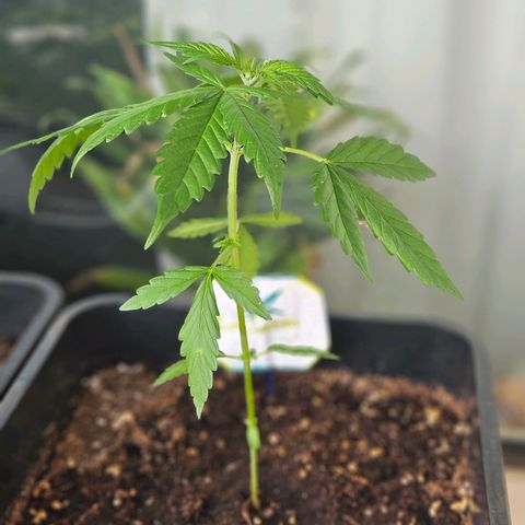3x Apple Fritter Auto (RQS) growlog photo: Lars-Jochen