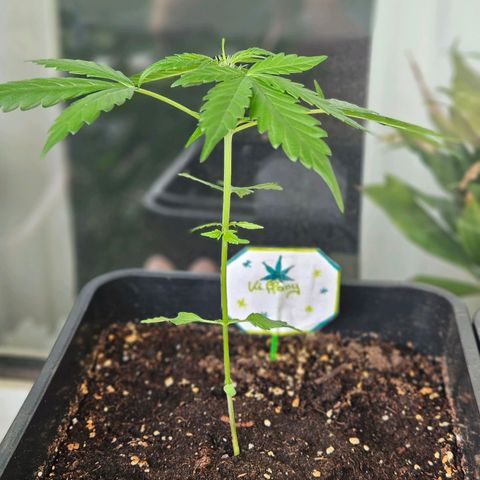 3x Apple Fritter Auto (RQS) growlog photo: Kiffany