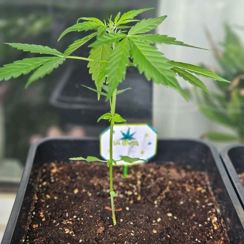 3x Apple Fritter Auto (RQS) growlog photo: Kiffany