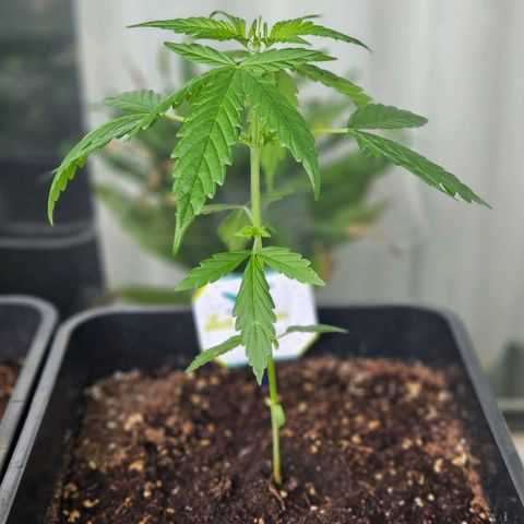 3x Apple Fritter Auto (RQS) growlog photo: Lars-Jochen