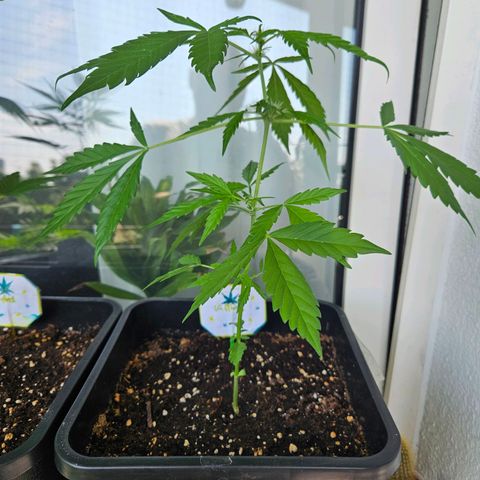3x Apple Fritter Auto (RQS) growlog photo: Kiffany