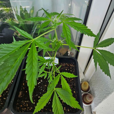 3x Apple Fritter Auto (RQS) growlog photo: Kiffany