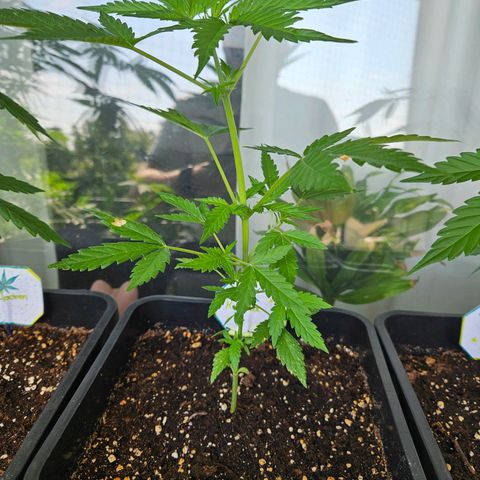 3x Apple Fritter Auto (RQS) growlog photo: Hanfred