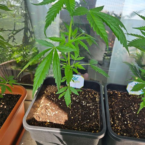 3x Apple Fritter Auto (RQS) growlog photo: Lars-Jochen