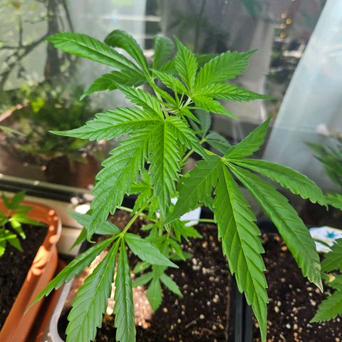 3x Apple Fritter Auto (RQS) growlog photo: Lars-Jochen