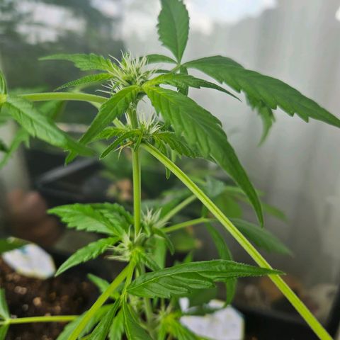 3x Apple Fritter Auto (RQS) growlog photo: Kiffany