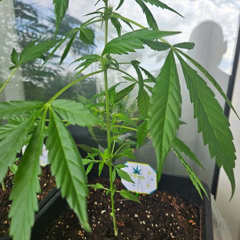3x Apple Fritter Auto (RQS) growlog photo: Kiffany