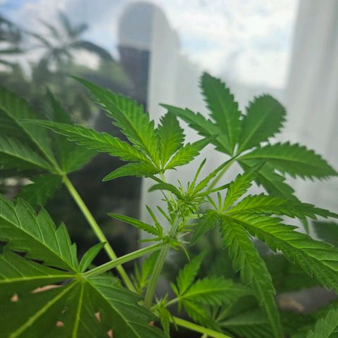 3x Apple Fritter Auto (RQS) growlog photo: Hanfred