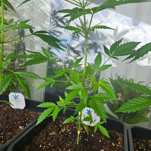 3x Apple Fritter Auto (RQS) growlog photo: Hanfred