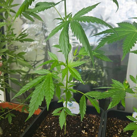 3x Apple Fritter Auto (RQS) growlog photo: Lars-Jochen