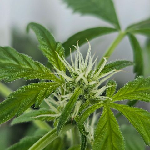 3x Apple Fritter Auto (RQS) growlog photo: Kiffany