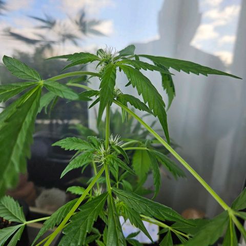 3x Apple Fritter Auto (RQS) growlog photo: Kiffany
