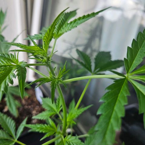 3x Apple Fritter Auto (RQS) growlog photo: Hanfred