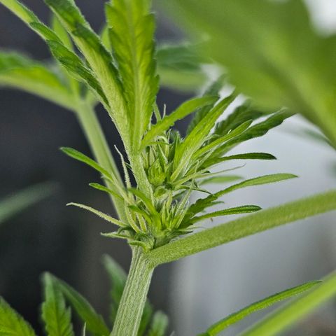3x Apple Fritter Auto (RQS) growlog photo: Hanfred