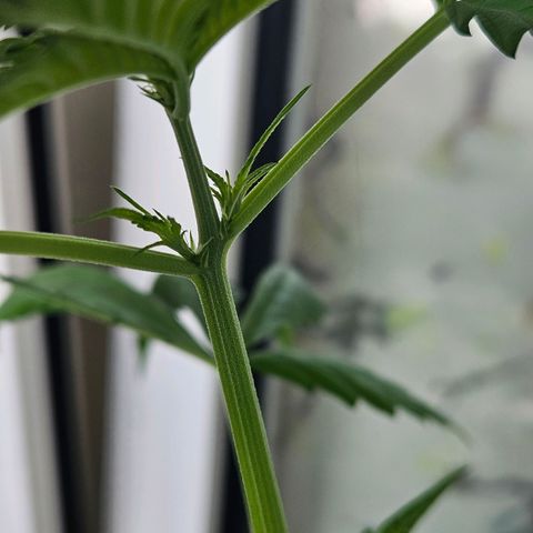 3x Apple Fritter Auto (RQS) growlog photo: Lars-Jochen