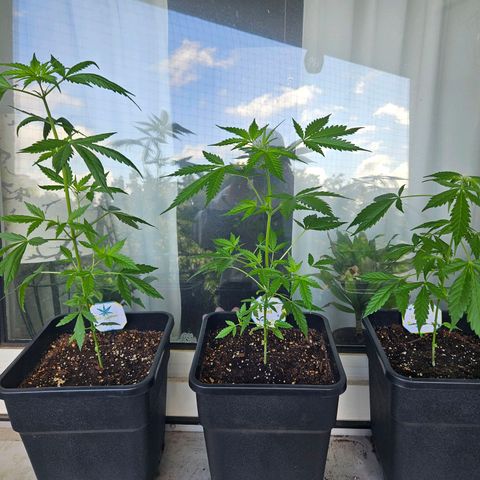 3x Apple Fritter Auto (RQS) growlog timeline photo