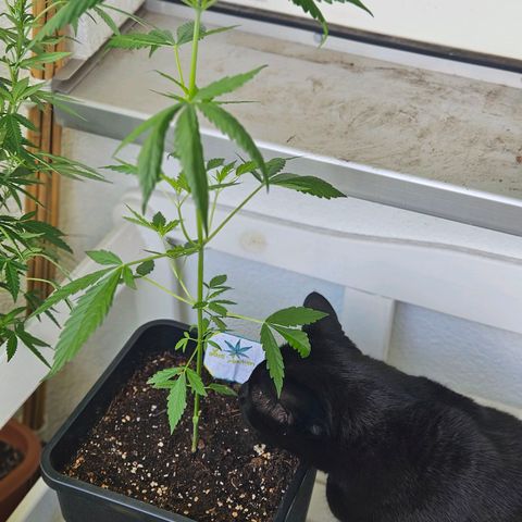 3x Apple Fritter Auto (RQS) growlog photo: Inspektion von Lars-Jochen von unserem Growexperten.