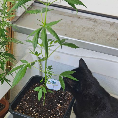 3x Apple Fritter Auto (RQS) growlog photo: Inspektion von Lars-Jochen von unserem Growexperten.