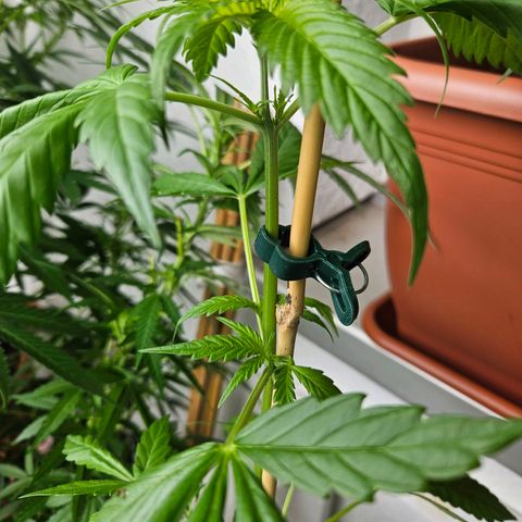 3x Apple Fritter Auto (RQS) growlog photo: Lars-Jochen wurde durch den Growexperten leicht geknickt und wird nun stabilisiert. Unser Growexperte ist erschüttert.