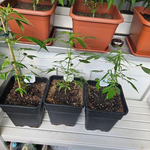 3x Apple Fritter Auto (RQS) growlog timeline photo