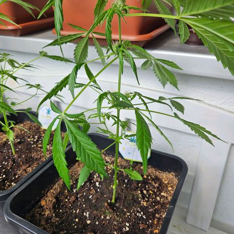 3x Apple Fritter Auto (RQS) growlog photo: Kiffany