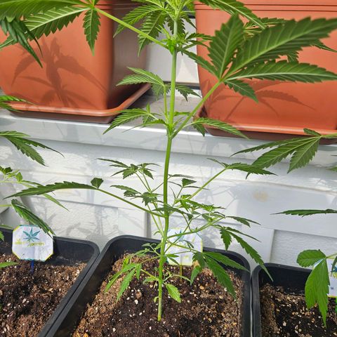 3x Apple Fritter Auto (RQS) growlog photo: Hanfred