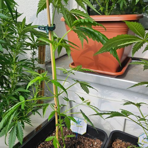 3x Apple Fritter Auto (RQS) growlog photo: Lars-Jochen