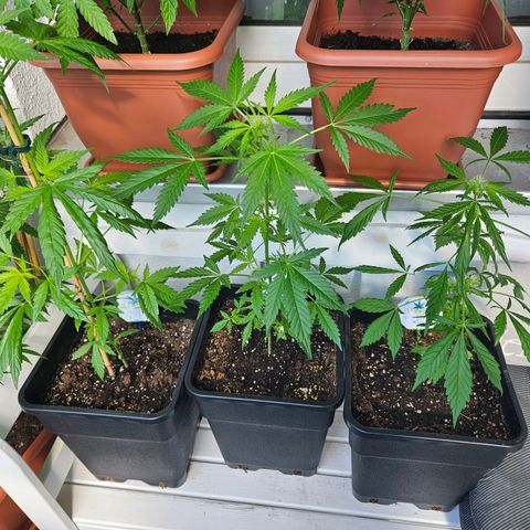 3x Apple Fritter Auto (RQS) growlog timeline photo