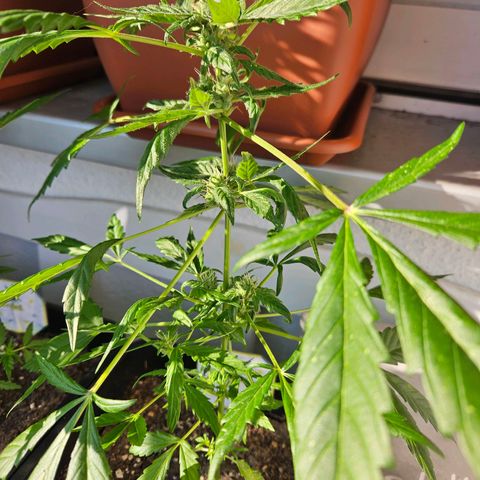 3x Apple Fritter Auto (RQS) growlog photo: Kiffany