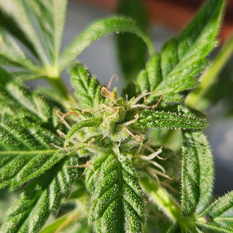 3x Apple Fritter Auto (RQS) growlog photo: Kiffany