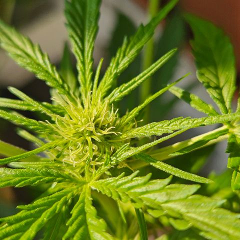 3x Apple Fritter Auto (RQS) growlog photo: Hanfred