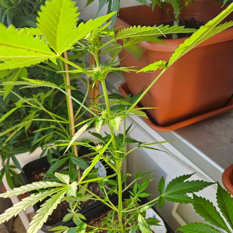 3x Apple Fritter Auto (RQS) growlog photo: Hanfred