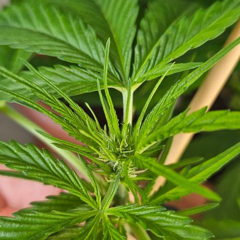 3x Apple Fritter Auto (RQS) growlog photo: Lars-Jochen