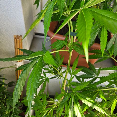 3x Apple Fritter Auto (RQS) growlog photo: Lars-Jochen