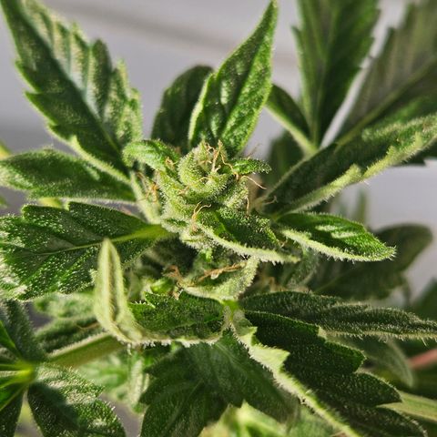 3x Apple Fritter Auto (RQS) growlog photo: Kiffany