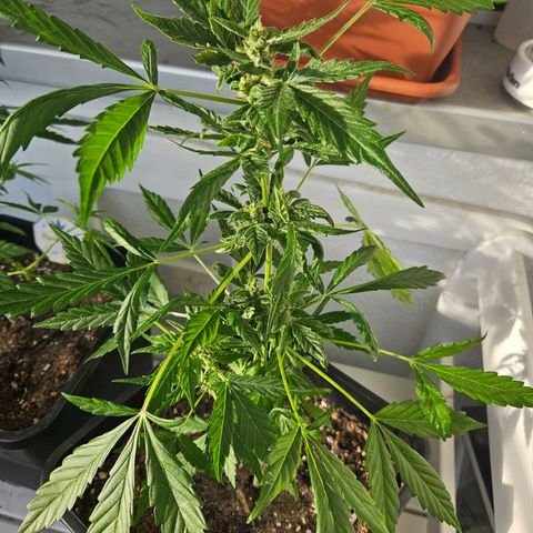 3x Apple Fritter Auto (RQS) growlog photo: Kiffany