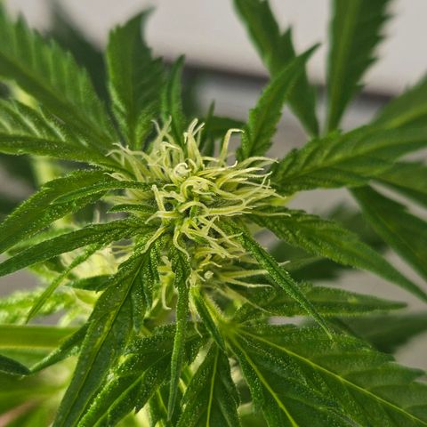 3x Apple Fritter Auto (RQS) growlog photo: Hanfred