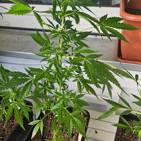 3x Apple Fritter Auto (RQS) growlog photo: Hanfred