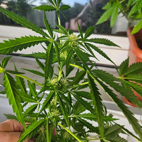 3x Apple Fritter Auto (RQS) growlog photo: Hanfred