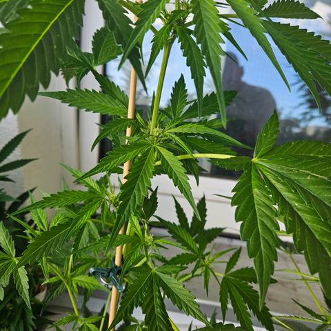3x Apple Fritter Auto (RQS) growlog photo: Lars-Jochen