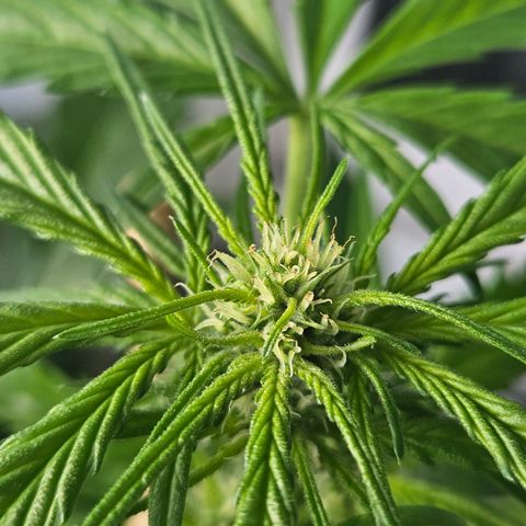 3x Apple Fritter Auto (RQS) growlog photo: Lars-Jochen