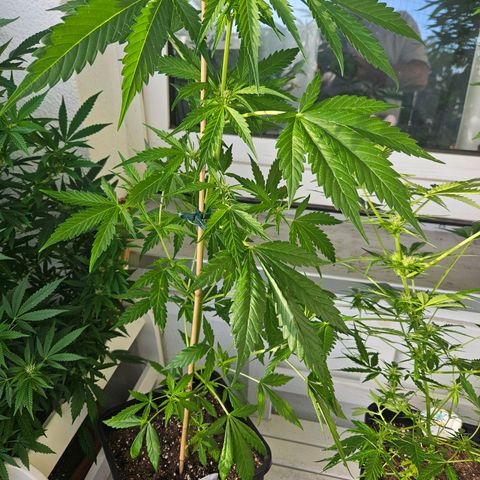3x Apple Fritter Auto (RQS) growlog photo: Lars-Jochen