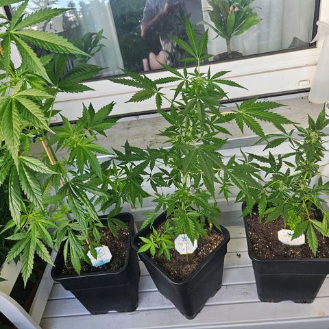 3x Apple Fritter Auto (RQS) growlog photo: Extreme Unterschiede im Habitus.