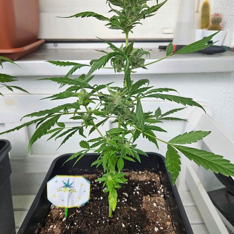 3x Apple Fritter Auto (RQS) growlog photo: Kiffany